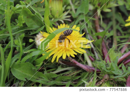 Bees perching on dandelion flowers 77547886