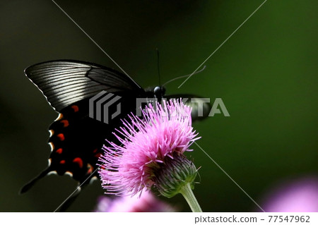 Callus Swallowtail Callus Swallowtail 77547962