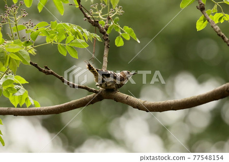 Japanese pygmy woodpecker standing on the tree Japanese pygmy woodpecker standing on the tree 77548154