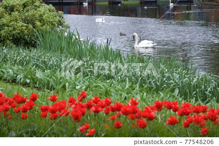 The Netherlands Keukenhof Park The Netherlands Keukenhof Park 77548206