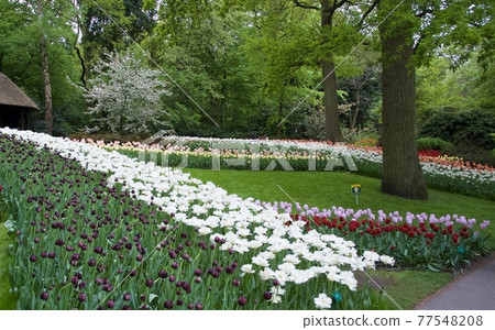 The Netherlands Keukenhof Park The Netherlands Keukenhof Park 77548208