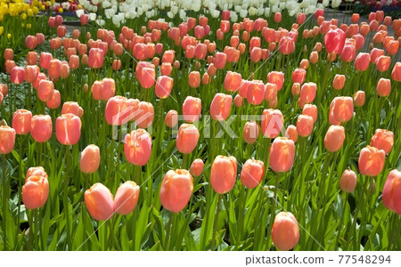 The Netherlands Keukenhof Park The Netherlands Keukenhof Park 77548294