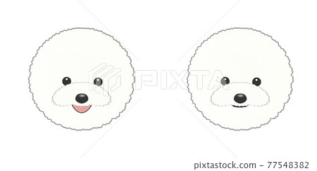 Only two Bichon Frize faces, tongue out and recommended Only two Bichon Frize faces, tongue out and recommended 77548382