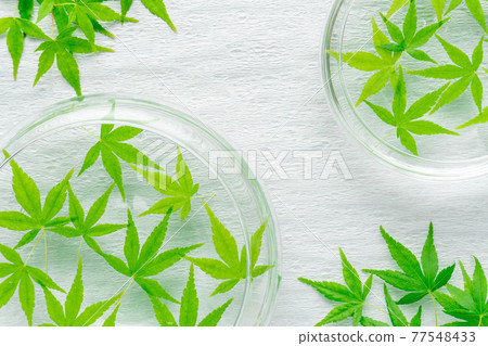 Japanese paper background of blue maple floating on water Japanese paper background of blue maple floating on water 77548433