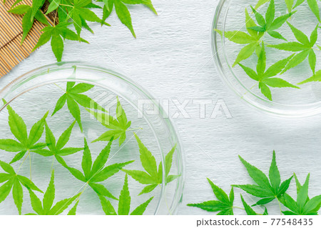 Japanese paper background of blue maple floating on water Japanese paper background of blue maple floating on water 77548435