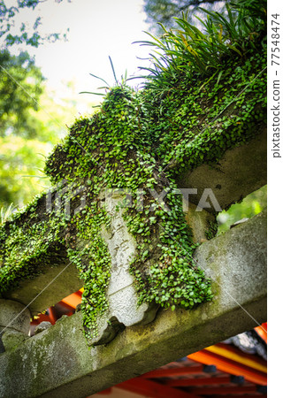Old Torii Gate Old Torii Gate 77548474