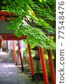 Maple and Torii 77548476