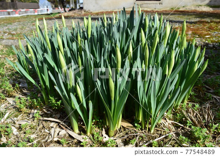 Narcissus sprout 77548489
