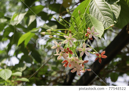 Lush tropical garden with assorted plants and flowers Lush tropical garden with assorted plants and flowers 77548522