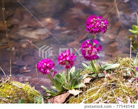 Waterside Primula 77548548