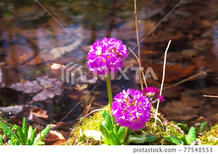 Waterside Primula 77548553