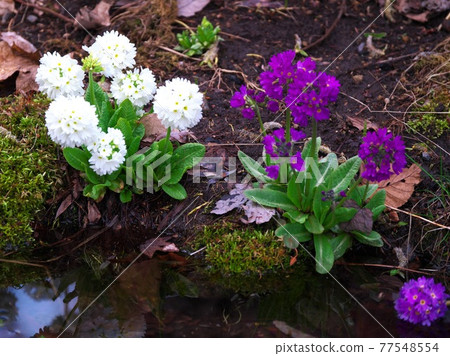 Waterside Primula 77548554