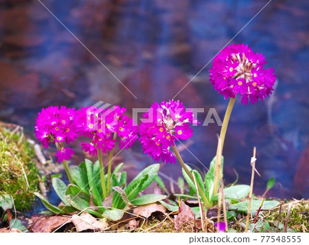 Waterside Primula 77548555