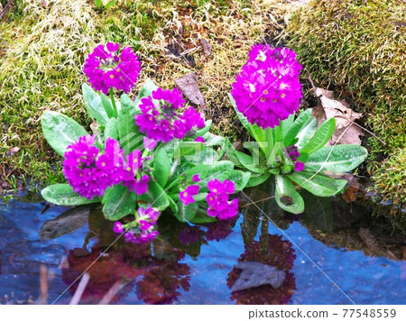 水邊報春花 77548559