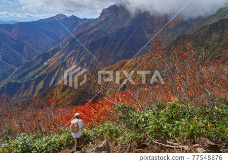 Tanigawadake in autumn From the vicinity of the Kumaanazawa evacuation hut to the southwest side (Mt. 77548876