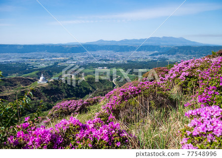 初夏的麻生千穗京盛開的鮮花三宮霧島的山景 77548996