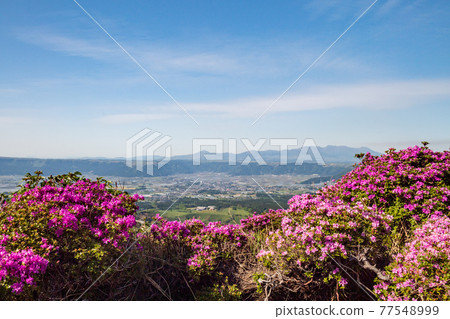 Flowers blooming in Aso Sensuikyo in early summer Mountain scenery of Miyama Kirishima Flowers blooming in Aso Sensuikyo in early summer Mountain scenery of Miyama Kirishima 77548999