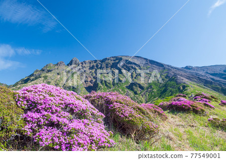 Flowers blooming in Aso Sensuikyo in early summer Mountain scenery of Miyama Kirishima Flowers blooming in Aso Sensuikyo in early summer Mountain scenery of Miyama Kirishima 77549001