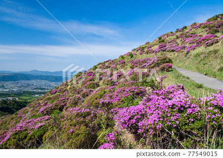 Flowers blooming in Aso Sensuikyo in early summer Mountain scenery of Miyama Kirishima 77549015