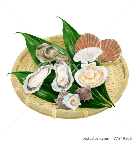 Watercolor touch with oysters, scallops and turban shells in a bamboo colander 77549106
