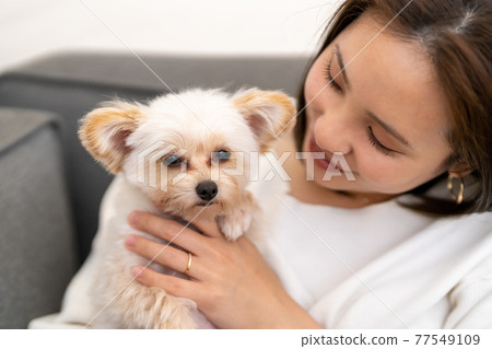Young woman living with small dog Young woman living with small dog 77549109