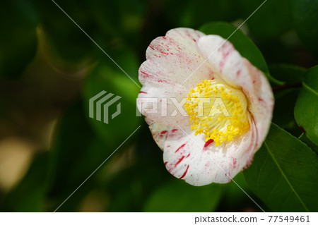 Snowy camellia flower 77549461