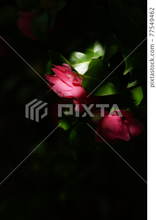 Snowy camellia flower 77549462