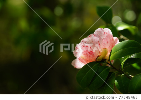 Snowy camellia flower Snowy camellia flower 77549463