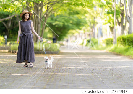 一位年輕女子帶著小狗柏之葉公園散步 77549473