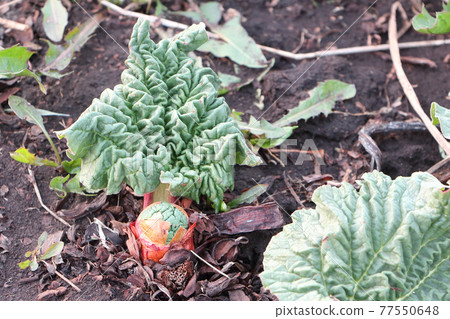 Rhubarb bud with leaves in a spring garden Rhubarb bud with leaves in a spring garden 77550648