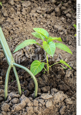Loosening soil around the bell pepper bush using hand garden rake. Loosening soil around the bell pepper bush using hand garden rake. 77550839