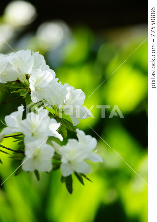 杜鵑花 杜鵑花 77550886