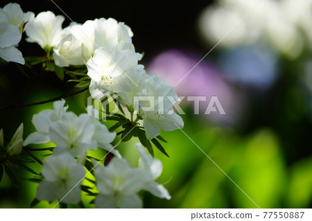 杜鵑花 77550887