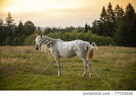 Beautiful white Horse in pasture at sunset Beautiful white Horse in pasture at sunset 77550888