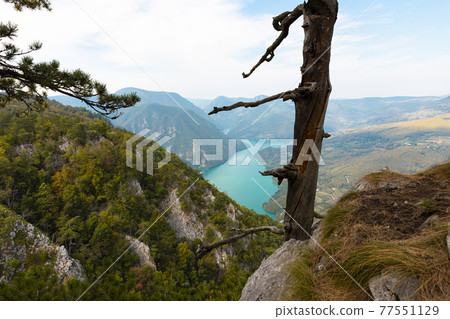 Tara National Park, Serbia. Viewpoint Banjska Stena. View at Drina river canyon and lake Perucac Tara National Park, Serbia. Viewpoint Banjska Stena. View at Drina river canyon and lake Perucac 77551129