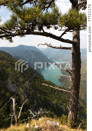 Tara National Park, Serbia. Viewpoint Banjska Stena. View at Drina river canyon and lake Perucac with Focus on the lake and canyon 77551179