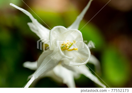When the white epimedium blooms, it looks like it's up 77552173