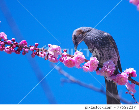 Bulbul in Umebayashi Park 77552237
