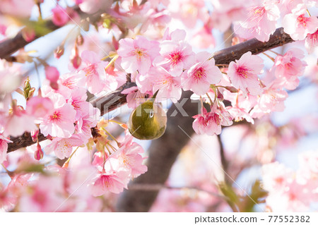 Kawazu cherry blossoms and white-eye, Narashino City, Chiba Prefecture, Japan 77552382