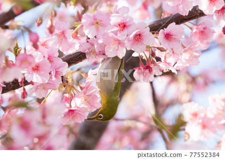 Kawazu cherry blossoms and white-eye, Narashino City, Chiba Prefecture, Japan 77552384