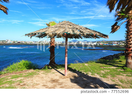 Jeju Island coast, seaside, large island, palm trees, poppies, flowers, 77552696