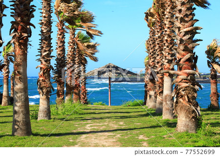 Jeju Island coast, seaside, large island, palm trees, poppies, flowers, Jeju Island coast, seaside, large island, palm trees, poppies, flowers, 77552699