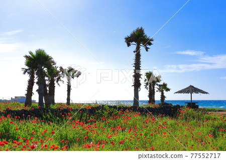 濟州島海岸，海灘，大島，棕櫚樹，罌粟，鮮花， 77552717