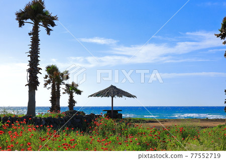 濟州島海岸，海灘，大島，棕櫚樹，罌粟，鮮花， 77552719