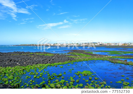 Jeju Island coast, seaside, large island, palm trees, poppies, flowers, 77552730