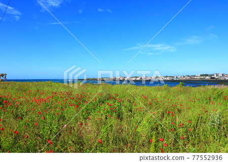 Jeju Island coast, seaside, large island, palm trees, poppies, flowers, Jeju Island coast, seaside, large island, palm trees, poppies, flowers, 77552936