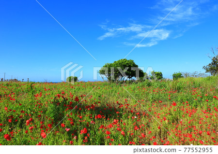 Jeju Island coast, seaside, large island, palm trees, poppies, flowers, Jeju Island coast, seaside, large island, palm trees, poppies, flowers, 77552955