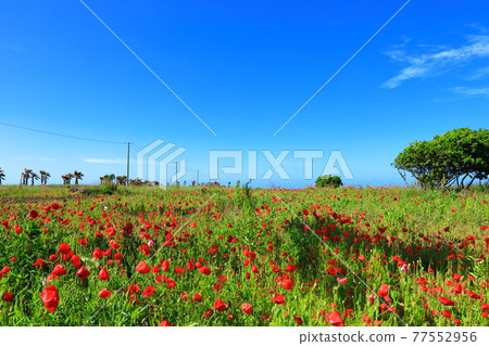 濟州島海岸，海灘，大島，棕櫚樹，罌粟，鮮花， 77552956