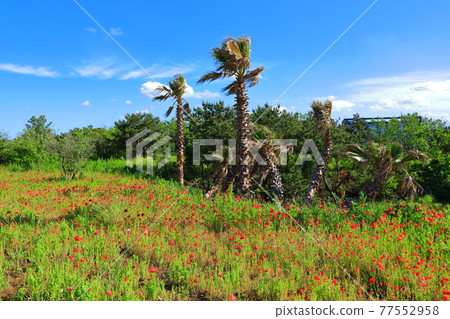 濟州島海岸，海灘，大島，棕櫚樹，罌粟，鮮花， 77552958
