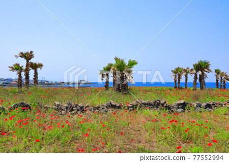濟州島海岸，海灘，大島，棕櫚樹，罌粟，鮮花， 77552994